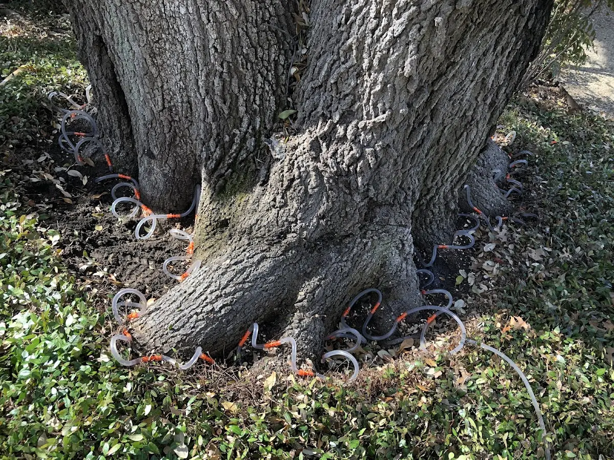 Detailed Tree Cabling and Bracing job site in Salamonia