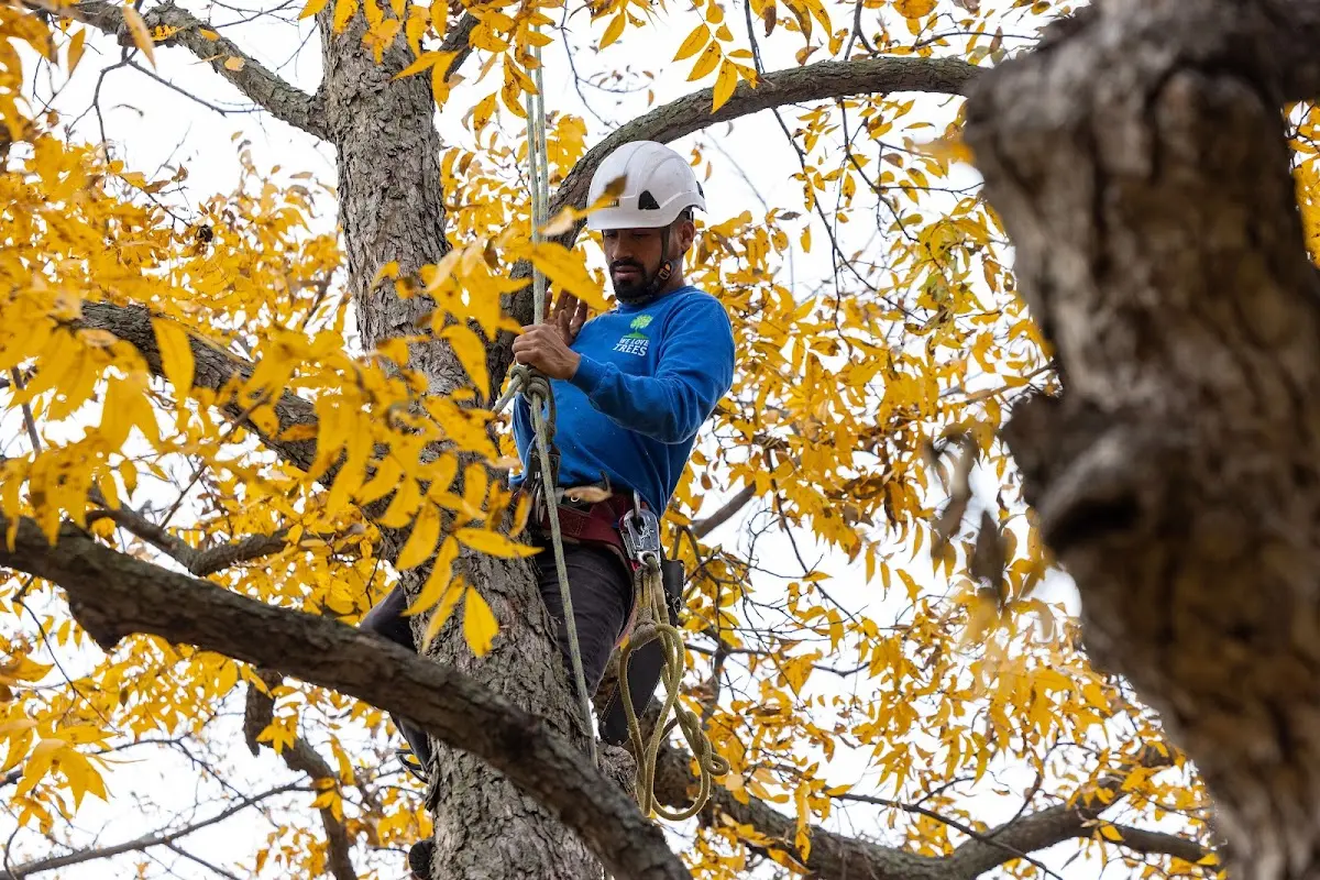Skilled Tree Pruning crew working in Salamonia